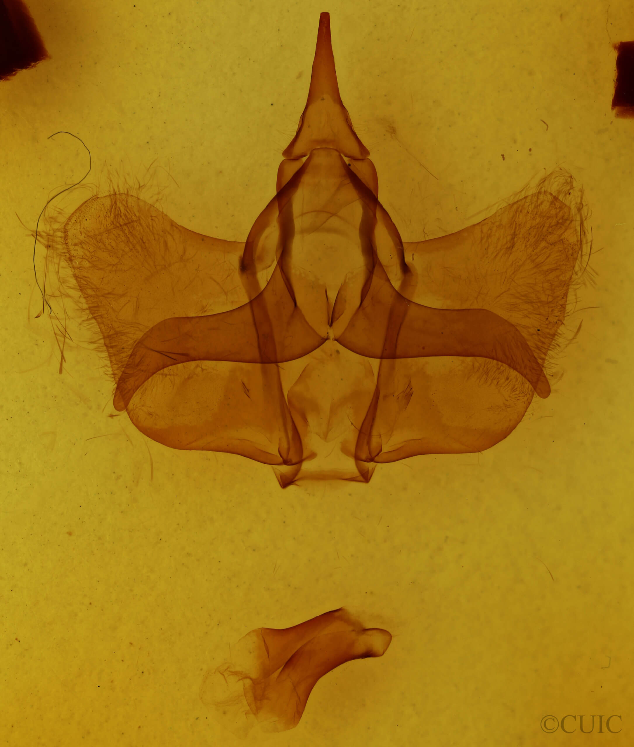 genitalia view of adult Cicinnus sp.
