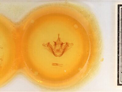 slide view of adult Datana chiriquensis