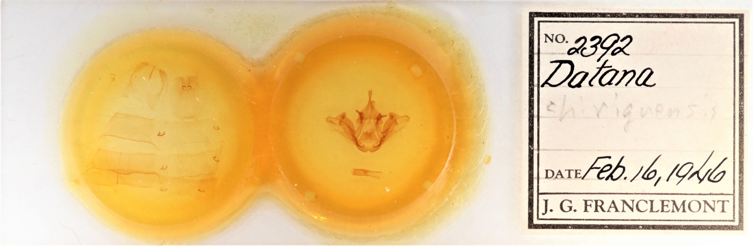 slide view of adult Datana chiriquensis