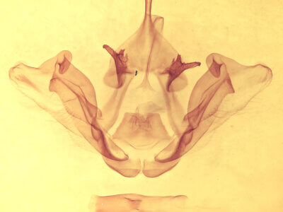 genitalia view of adult Datana chiriquensis