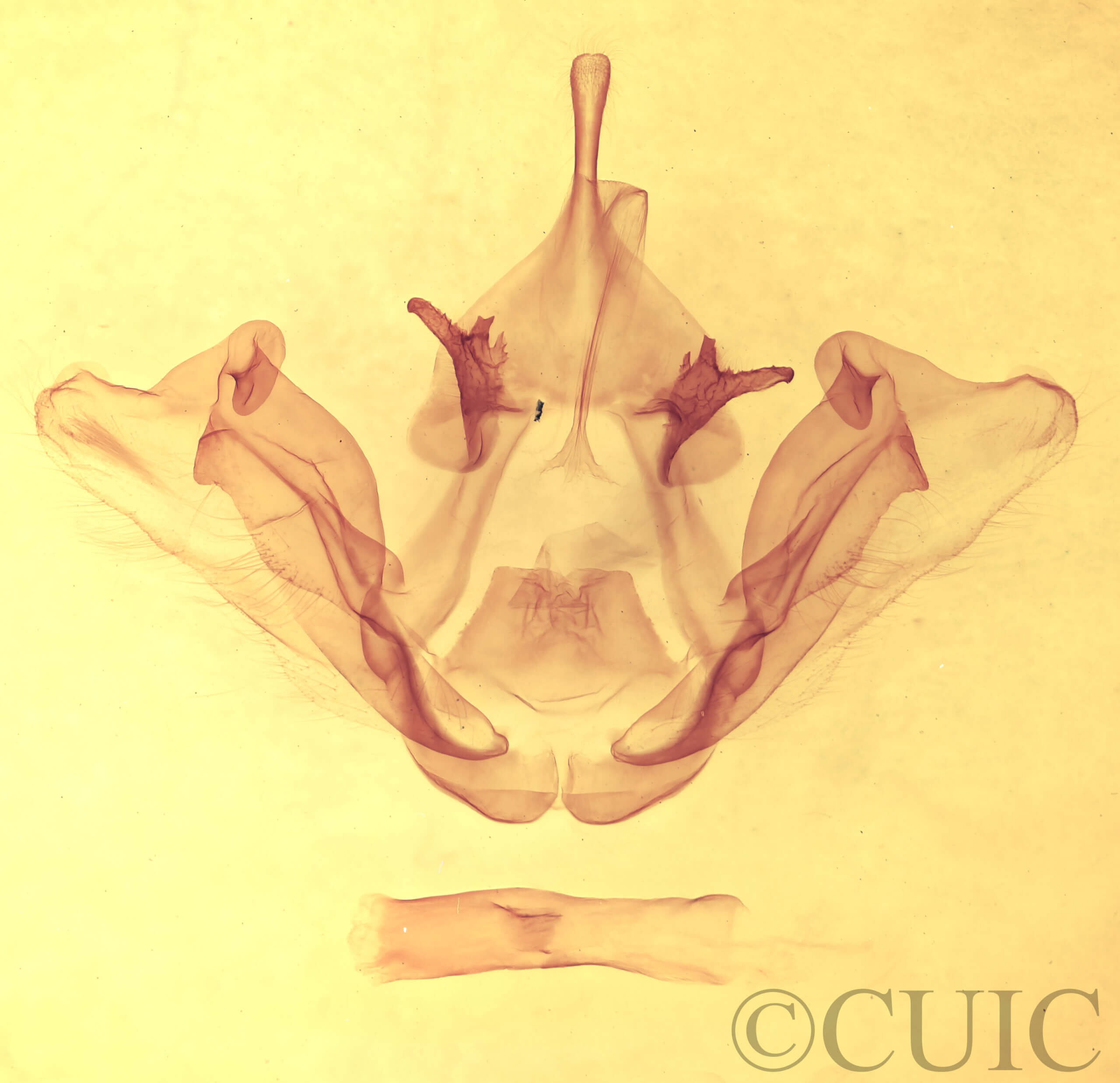 genitalia view of adult Datana chiriquensis