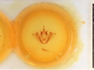 slide view of adult Datana chiriquensis