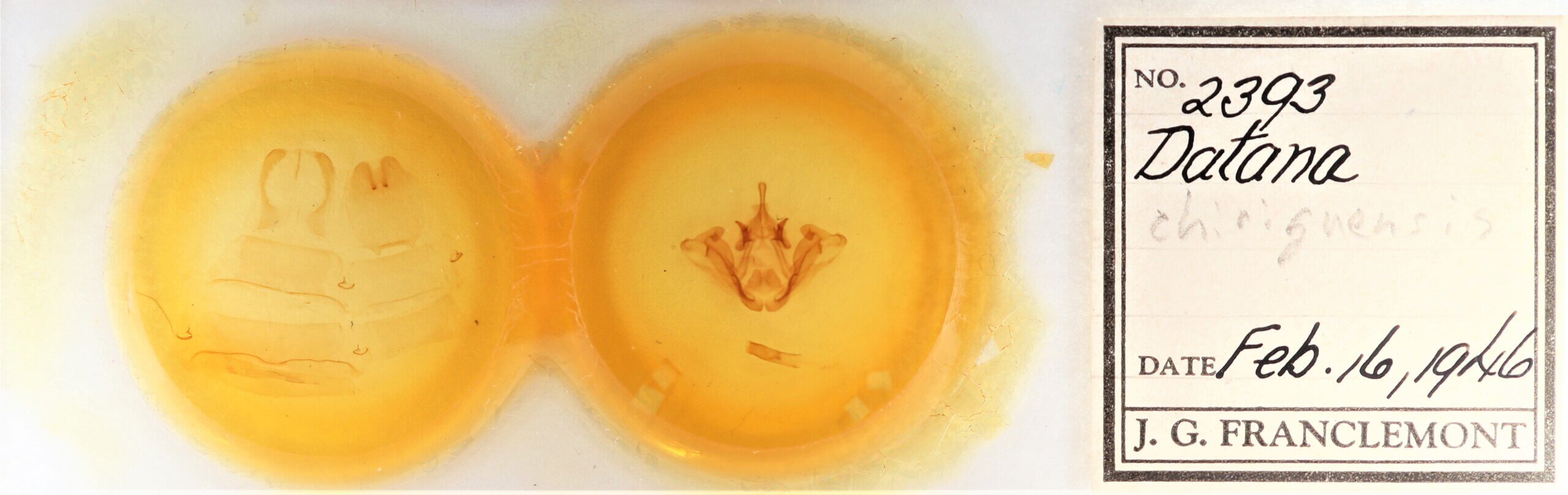 slide view of adult Datana chiriquensis