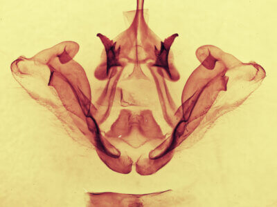 genitalia view of adult Datana chiriquensis