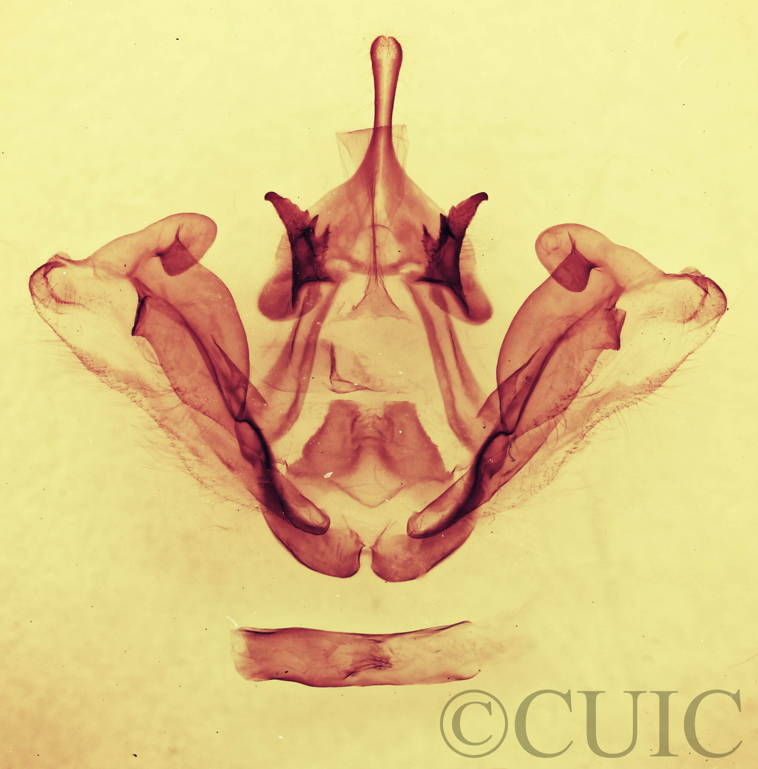 genitalia view of adult Datana chiriquensis