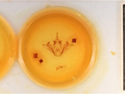 slide view of adult Datana chiriquensis