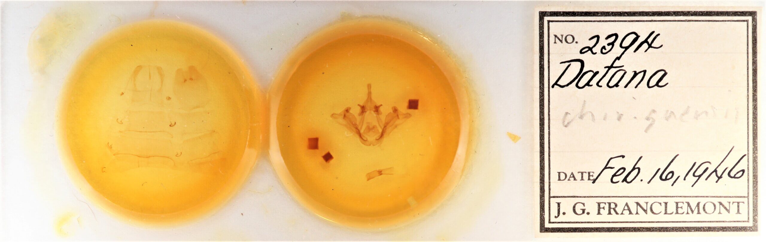 slide view of adult Datana chiriquensis