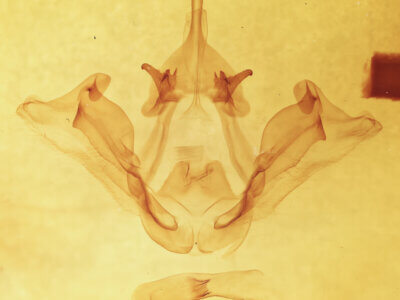 genitalia view of adult Datana chiriquensis