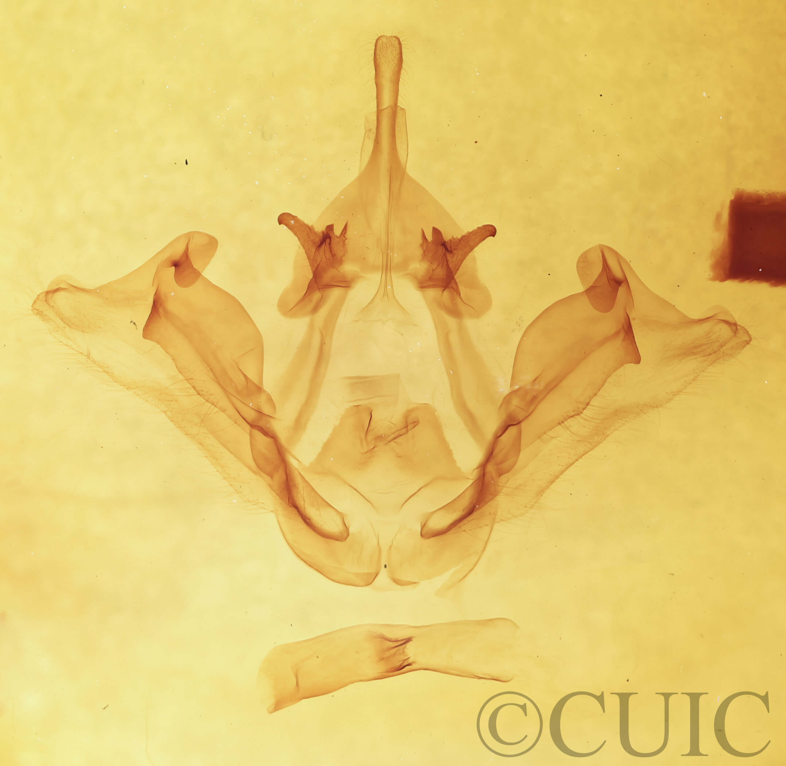 genitalia view of adult Datana chiriquensis