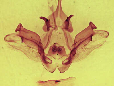 genitalia view of adult Datana chiriquensis