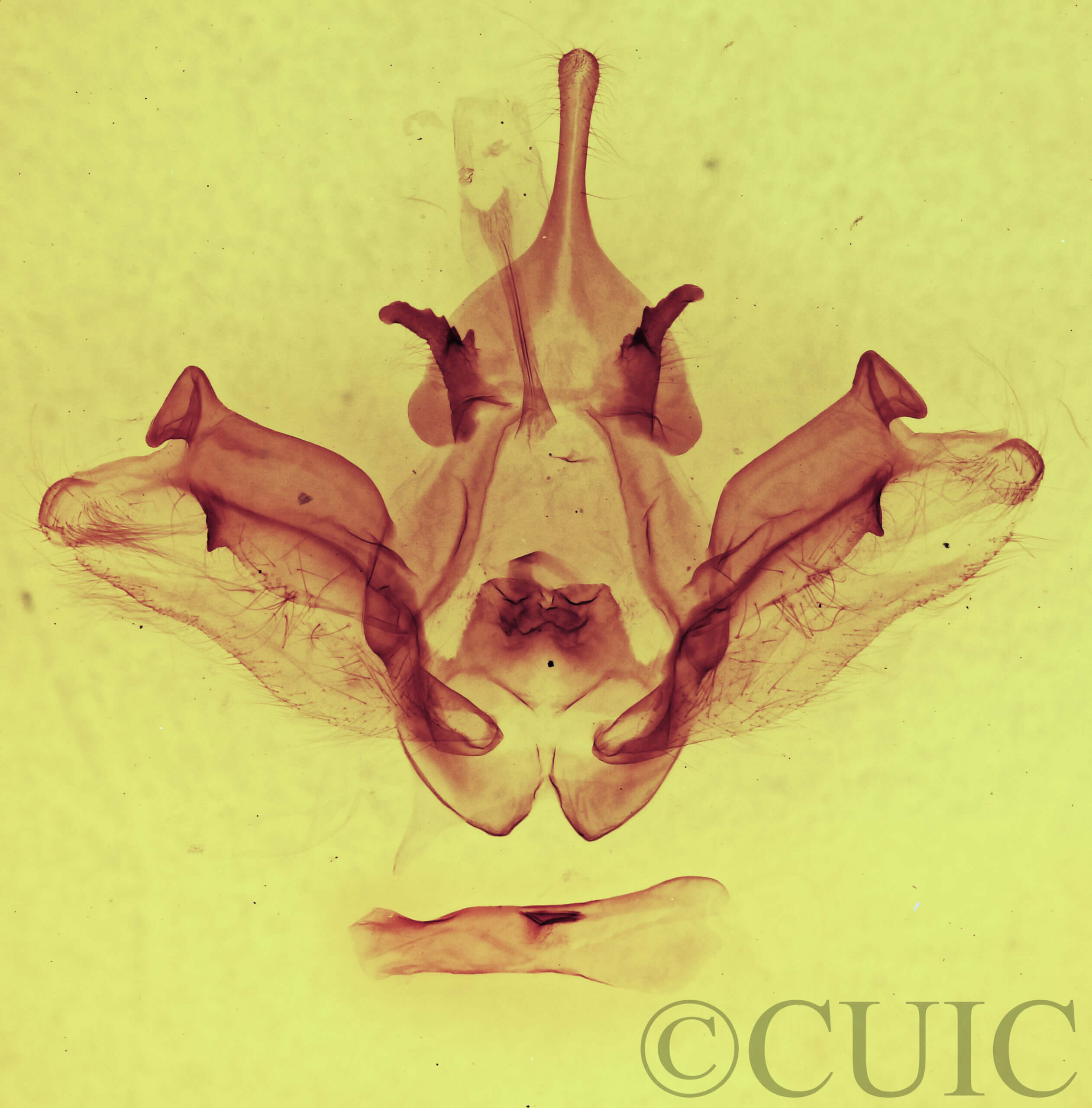 genitalia view of adult Datana chiriquensis