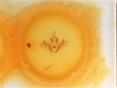 slide view of adult Datana chiriquensis