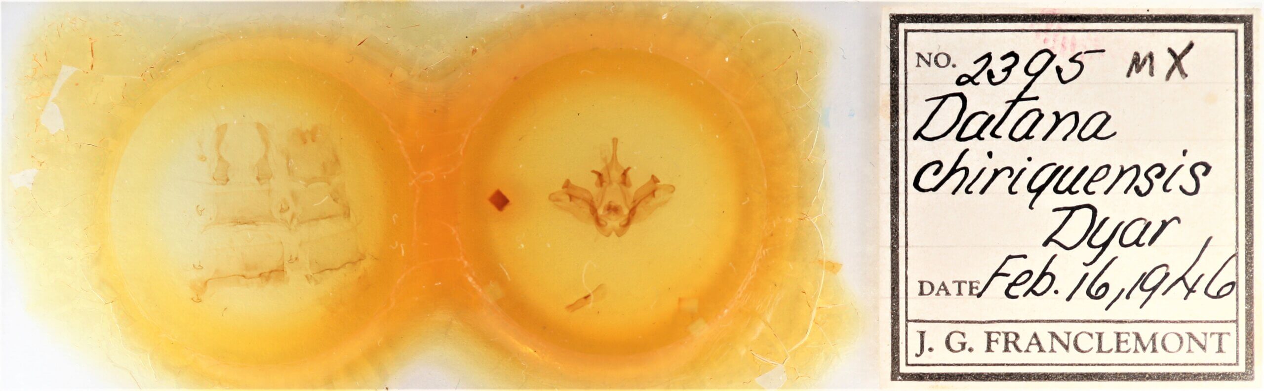 slide view of adult Datana chiriquensis