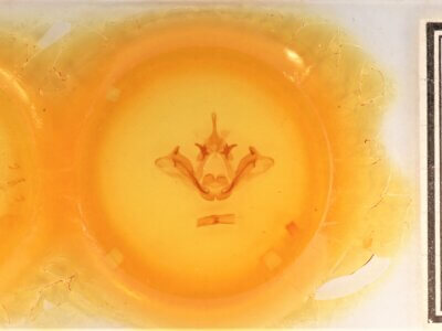 slide view of adult Datana chiriquensis