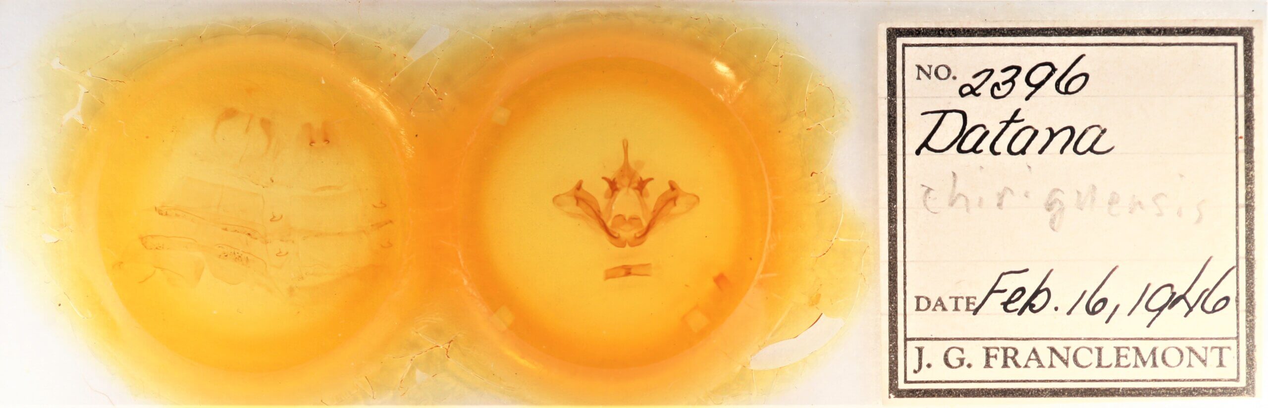 slide view of adult Datana chiriquensis