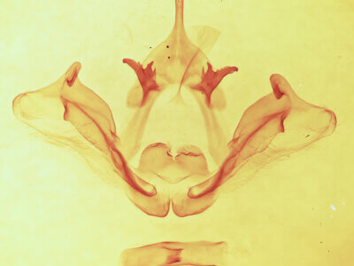 genitalia view of adult Datana chiriquensis