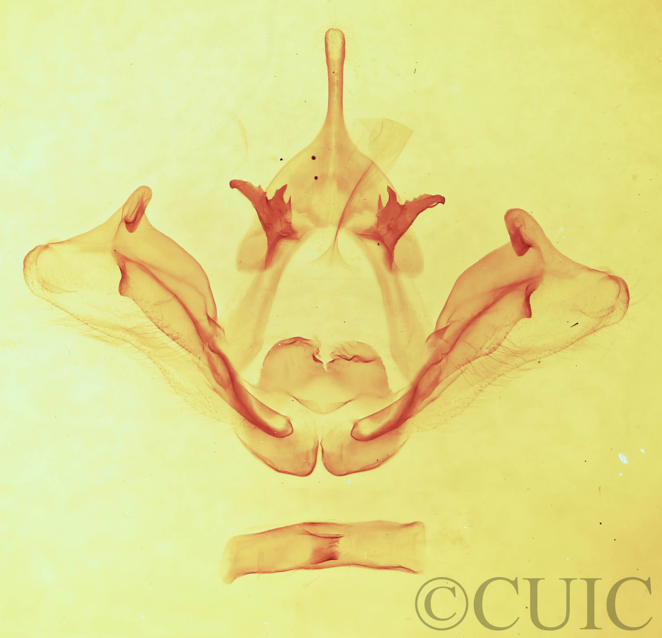 genitalia view of adult Datana chiriquensis