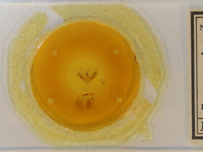 slide view of adult Tornos sp.