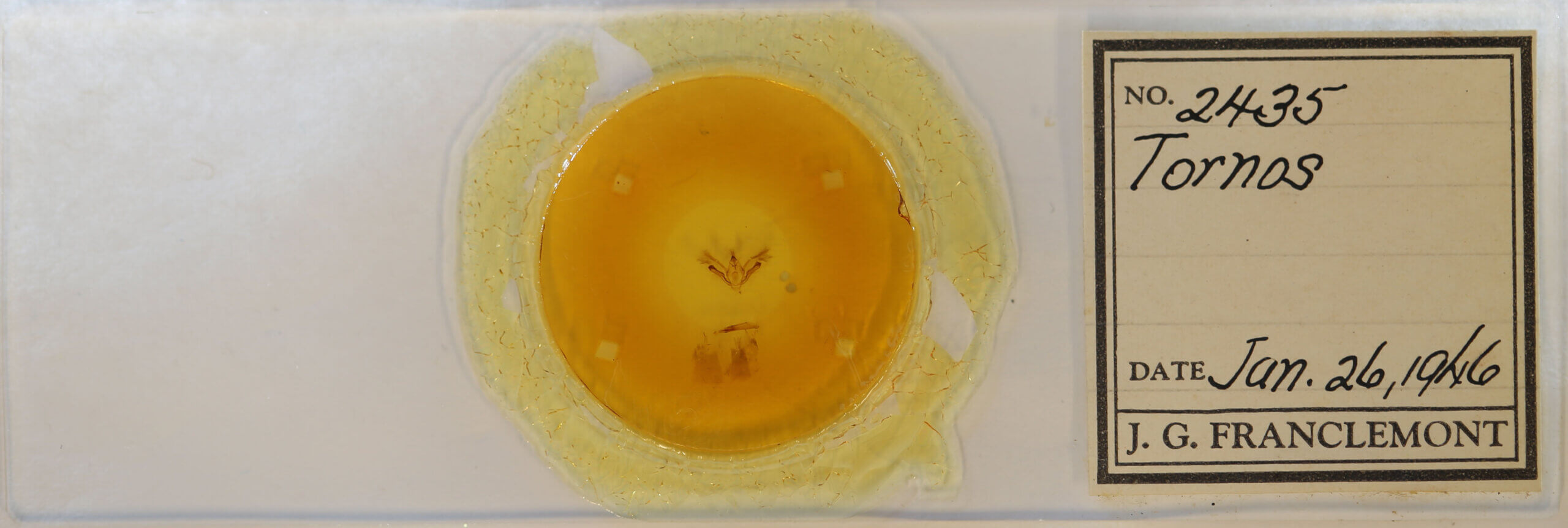 slide view of adult Tornos sp.