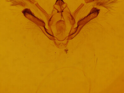 genitalia view of adult Tornos sp.