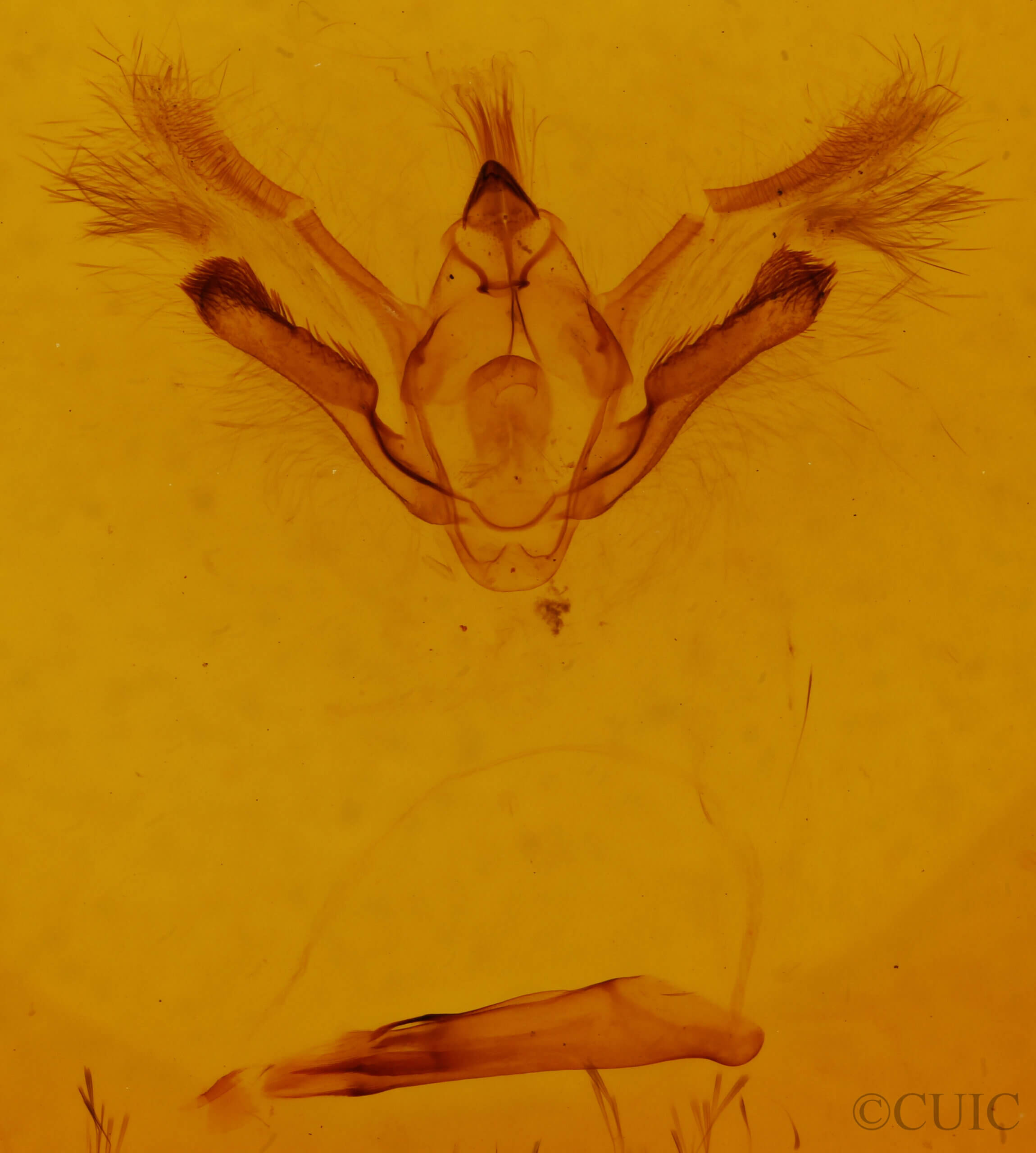 genitalia view of adult Tornos sp.