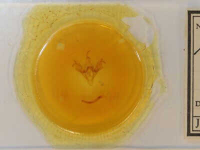 slide view of adult Mocis sp.