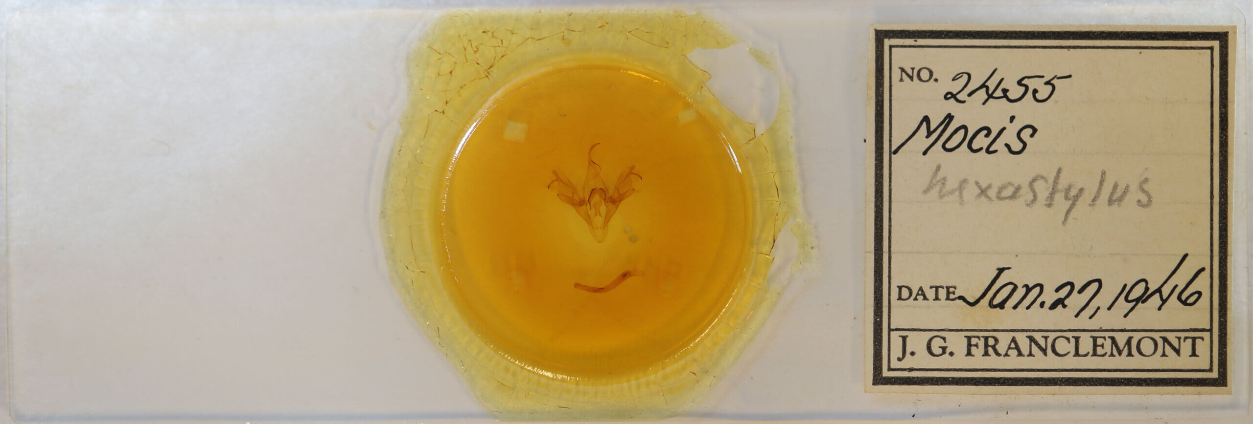 slide view of adult Mocis sp.