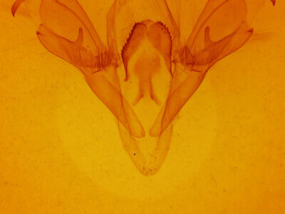 genitalia view of adult Mocis sp.