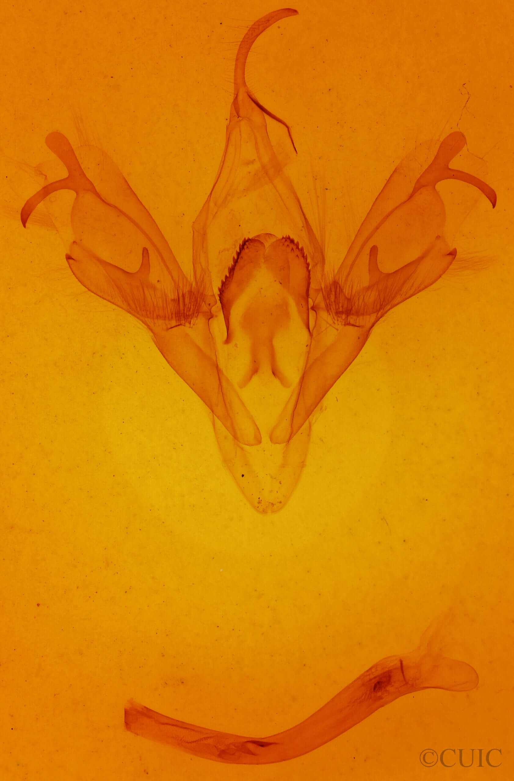 genitalia view of adult Mocis sp.