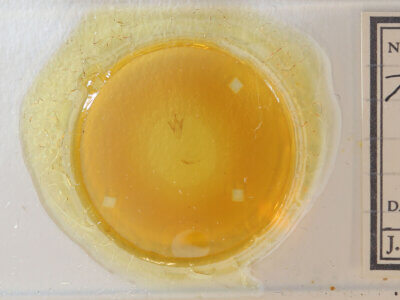 slide view of adult Renia sp.