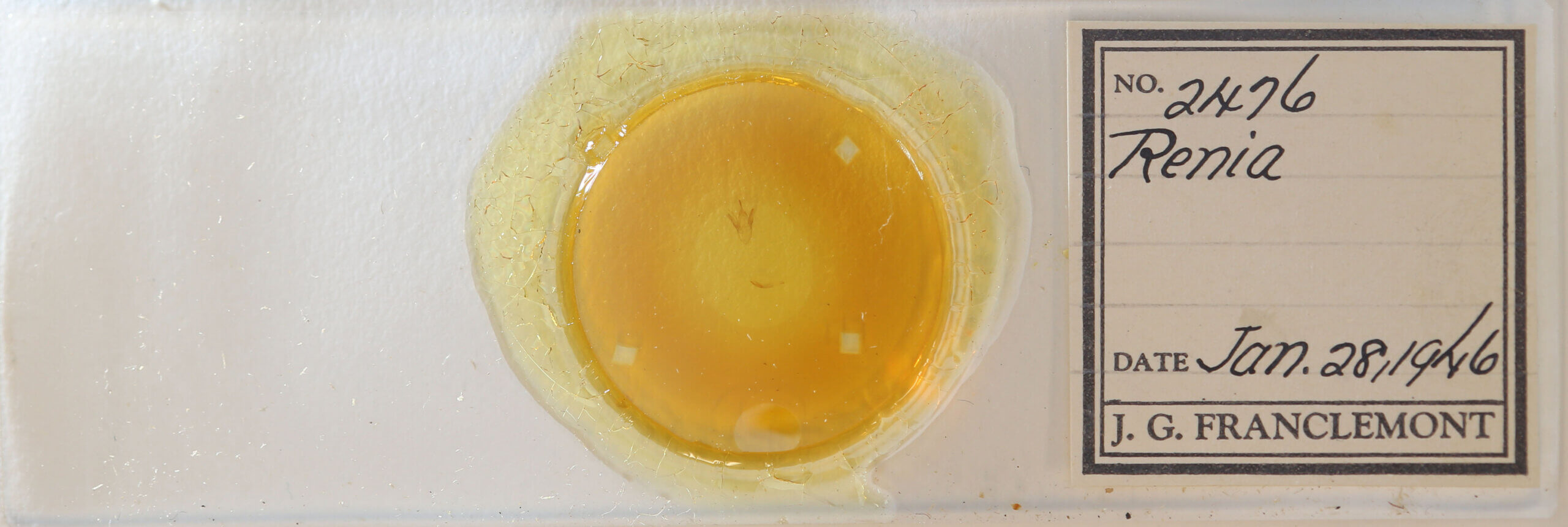 slide view of adult Renia sp.