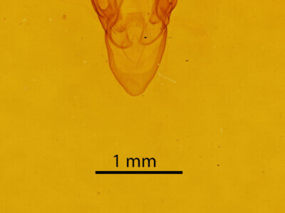 genitalia view of adult Renia sp.