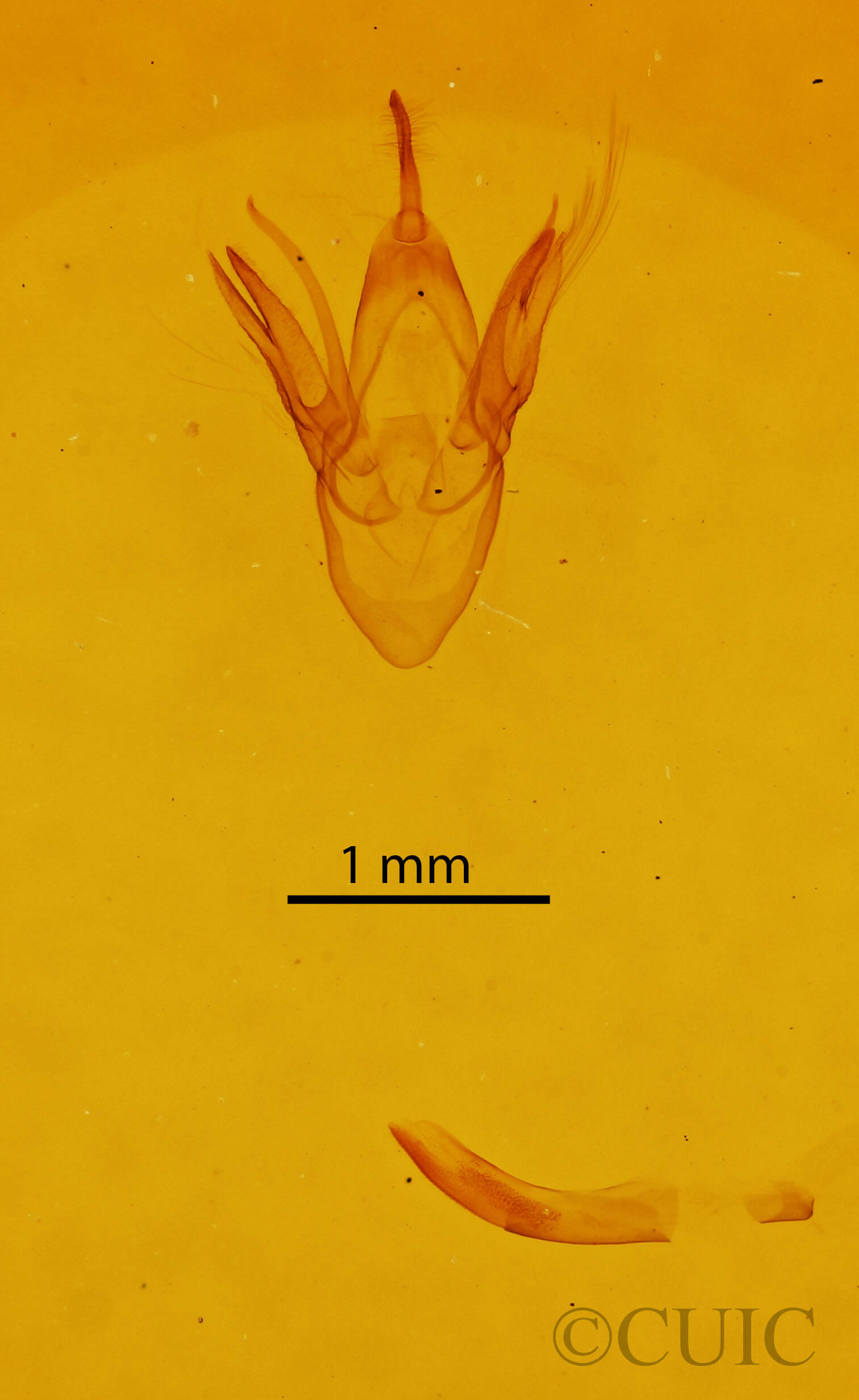 genitalia view of adult Renia sp.