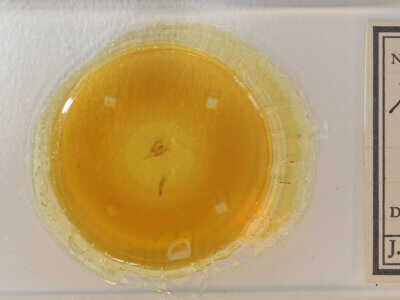 slide view of adult Bleptina sp.