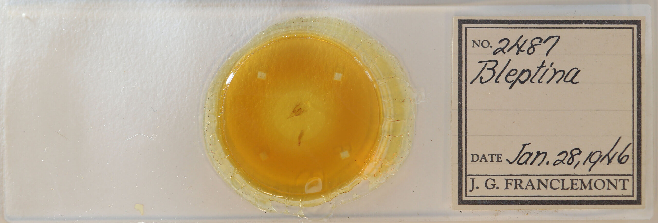 slide view of adult Bleptina sp.