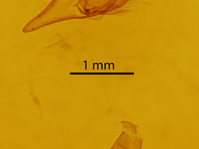 genitalia view of adult Bleptina sp.