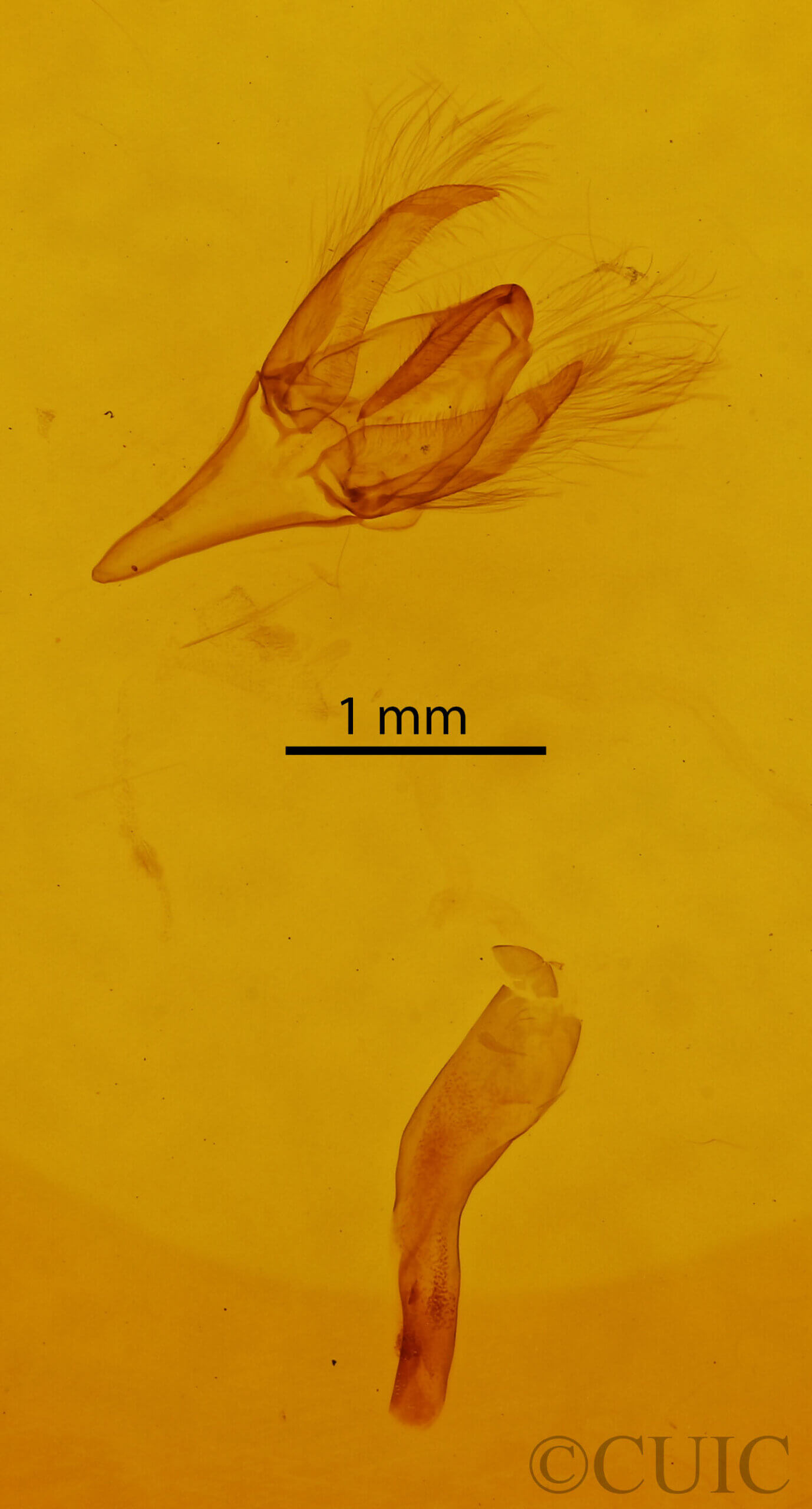 genitalia view of adult Bleptina sp.