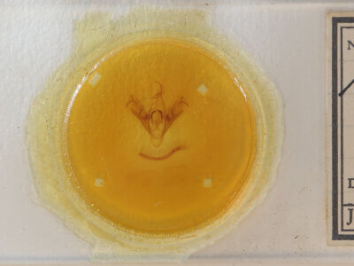 slide view of adult Mocis sp.