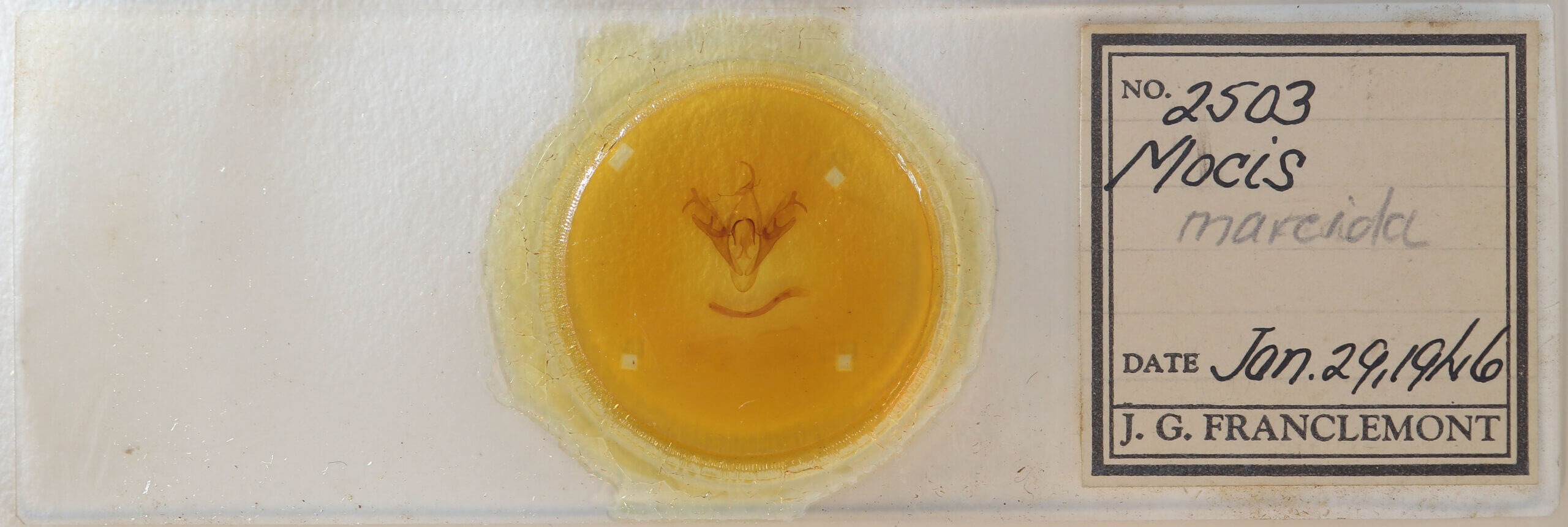 slide view of adult Mocis sp.