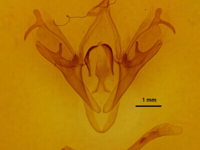 genitalia view of adult Mocis sp.