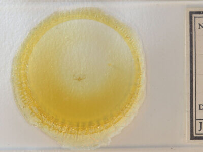 slide view of adult Nola sp.?