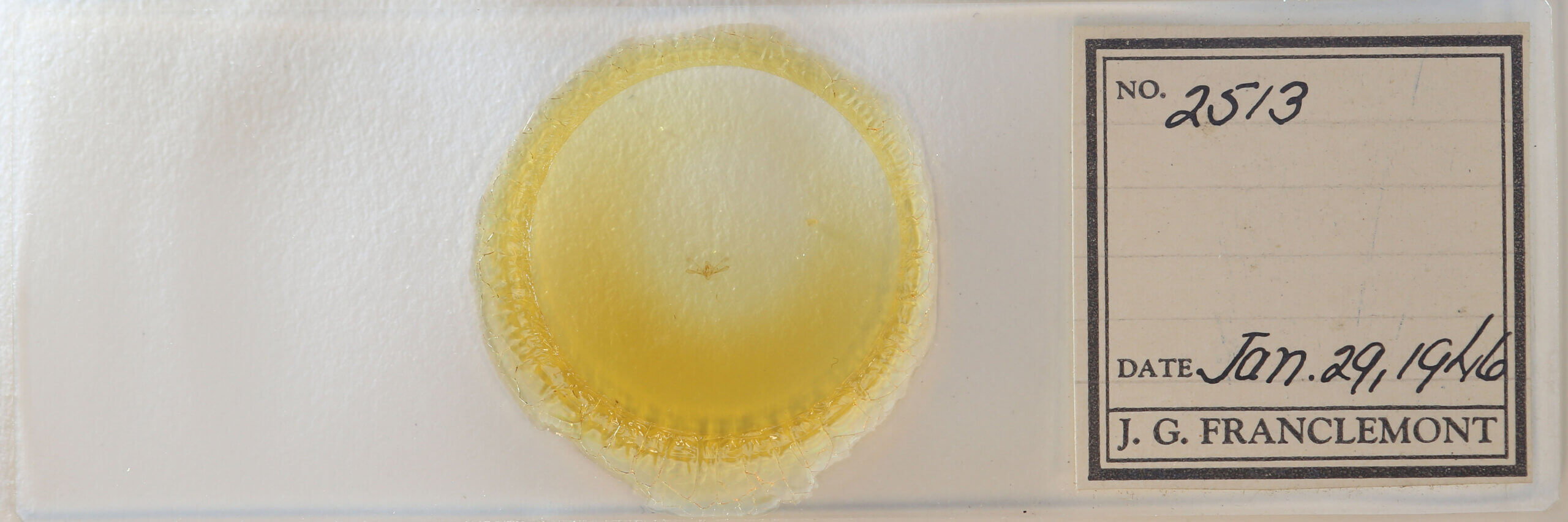 slide view of adult Nola sp.?