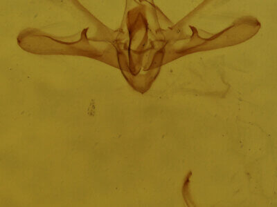 genitalia view of adult Nola sp.?