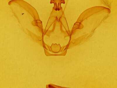 genitalia view of adult Afilia oslari