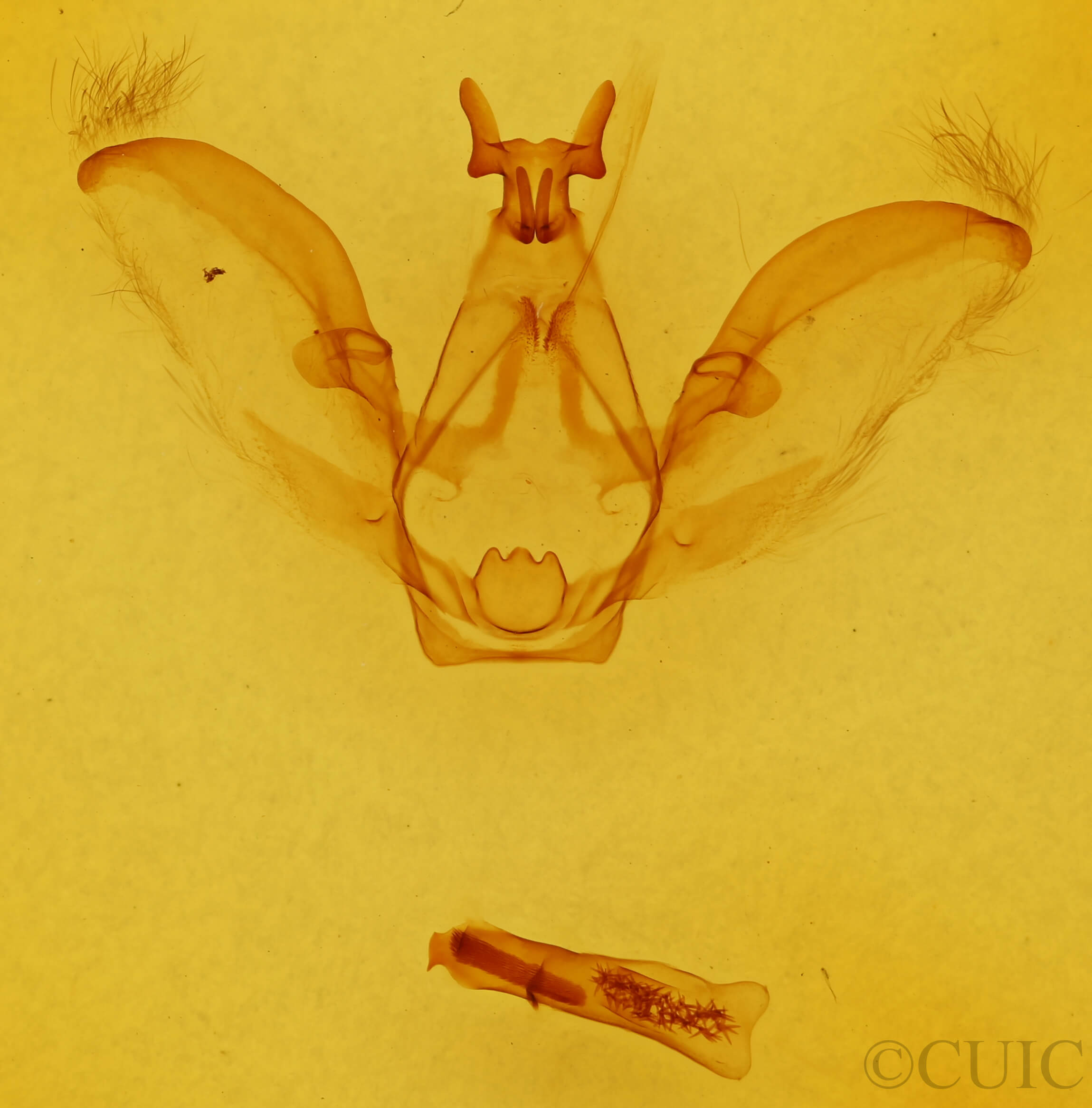 genitalia view of adult Afilia oslari