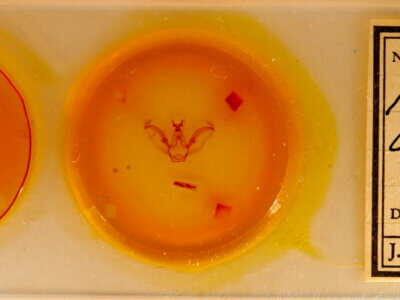 slide view of adult Afilia oslari