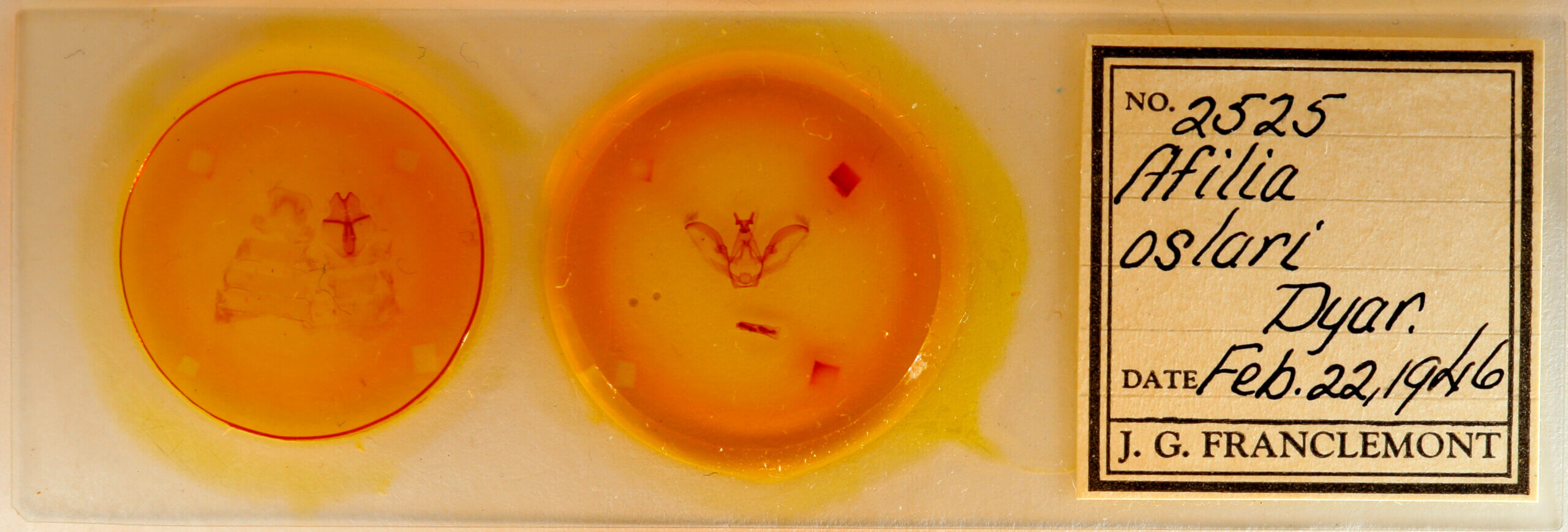 slide view of adult Afilia oslari