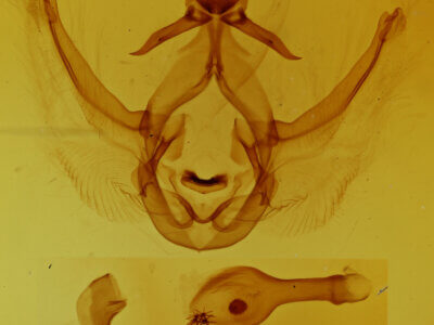 genitalia view of adult Elasmia packardii?