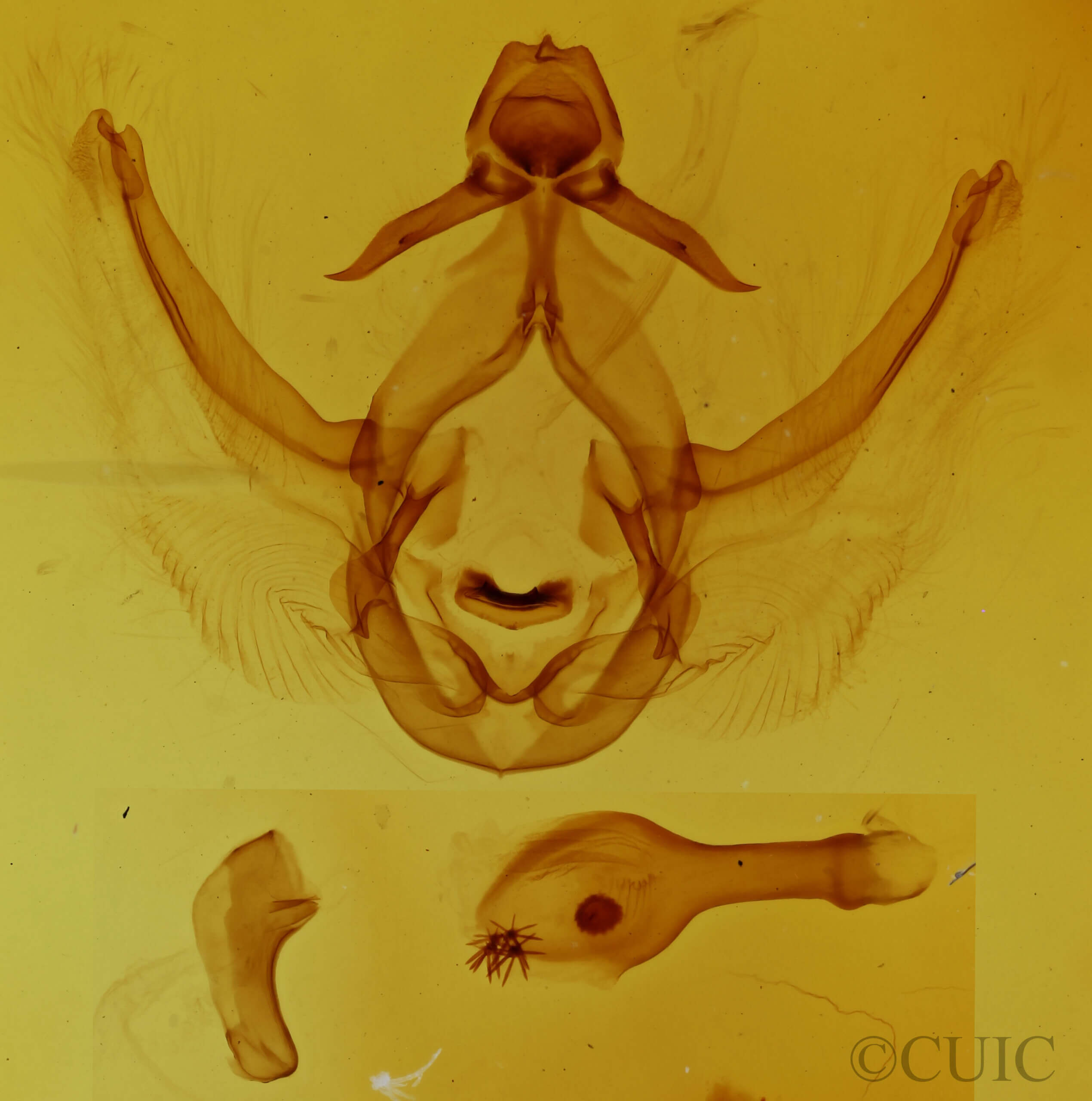 genitalia view of adult Elasmia packardii?