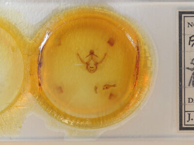 slide view of adult Elasmia packardii?